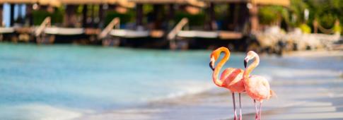 fenicotteri rosa sulla spiaggia di un resort di aruba (aruba, caraibi)