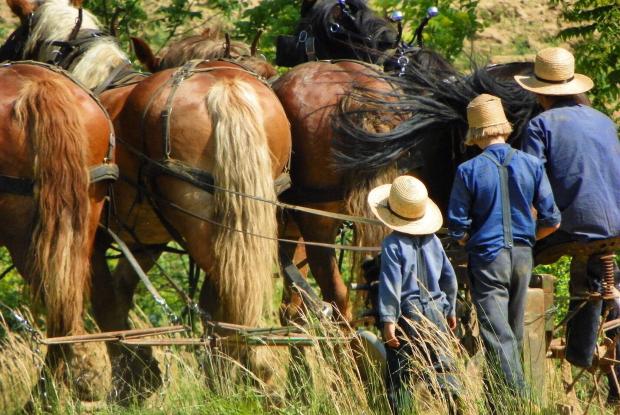 ragazzi amish arano i campi coi cavalli (pennsylvania, stati uniti)