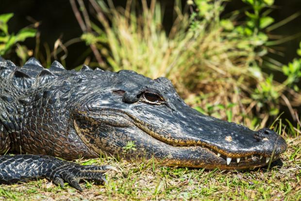 alligatore delle everglades (florida, stati uniti)