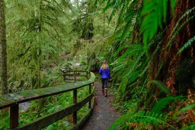 sentiero nell'olympic national park (washington, stati uniti)