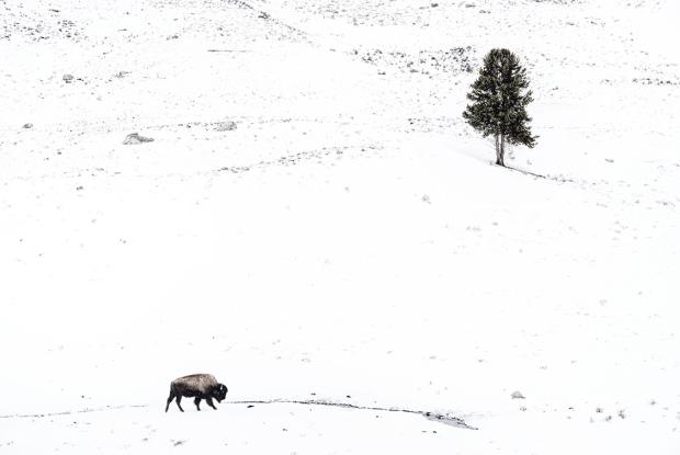 tour fotografico invernale a Yellowstone
