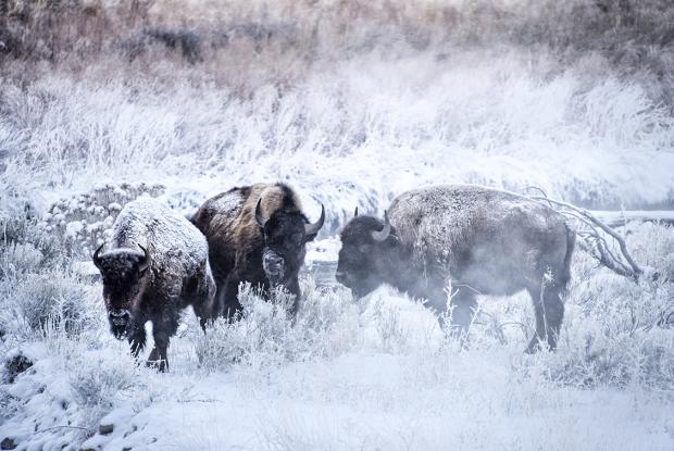 tour fotografico invernale a Yellowstone