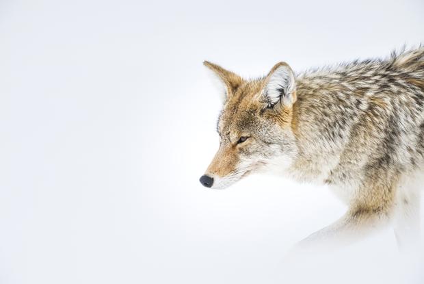 tour fotografico invernale a Yellowstone