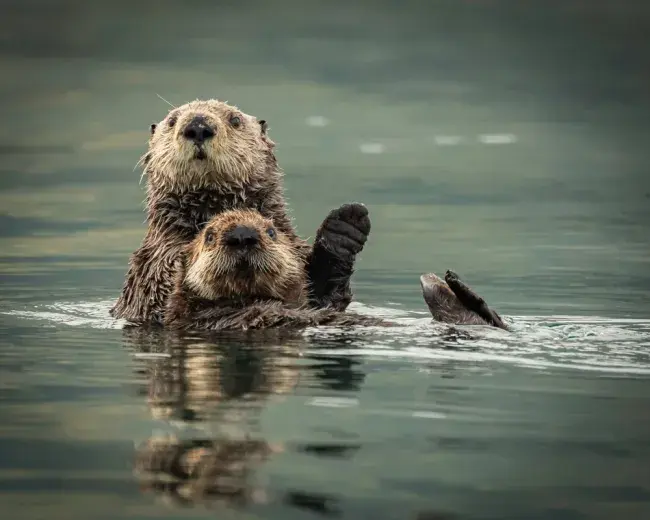 Viaggio in Alaska