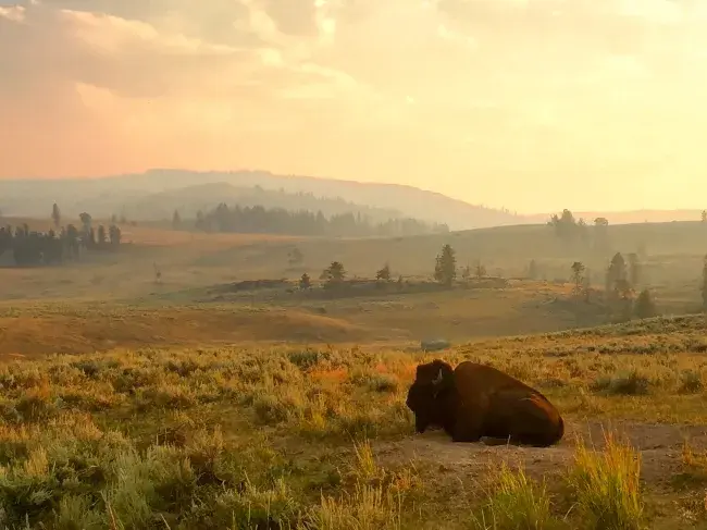 Guida al parco di Yellowstone, Stati Uniti