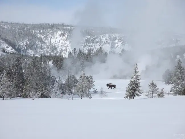 yellowstone national park