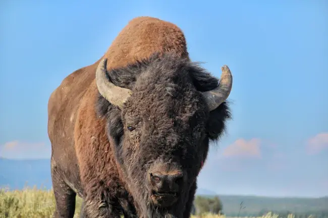 tour in auto yellowstone stati uniti