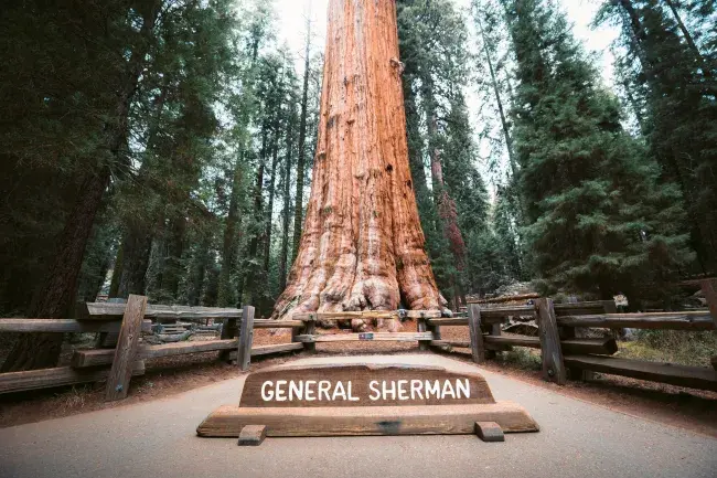 sequoia california