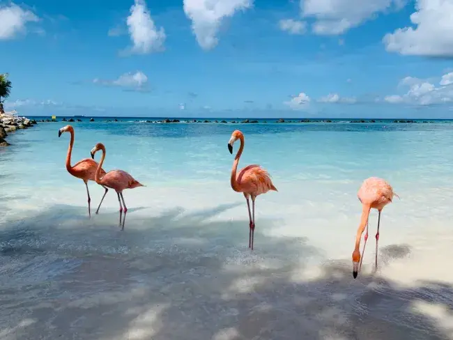 mare aruba caraibi
