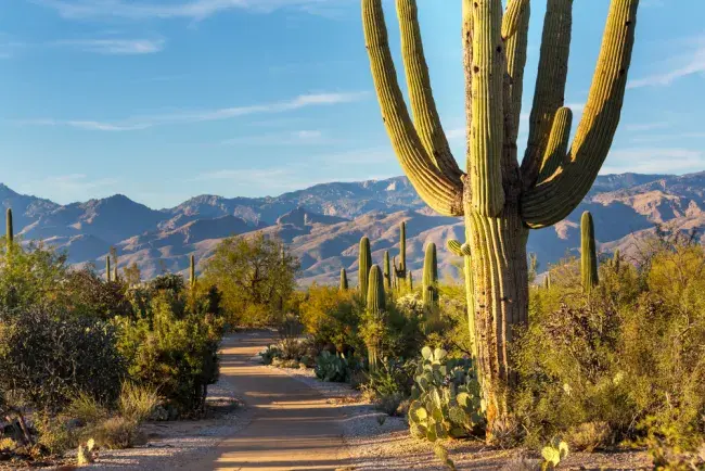 saguaro national park arizona stati uniti