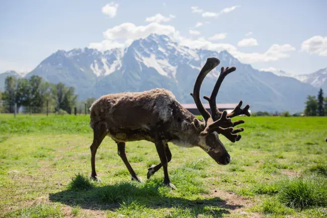 tour in alaska