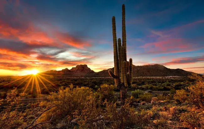 cactus arizona