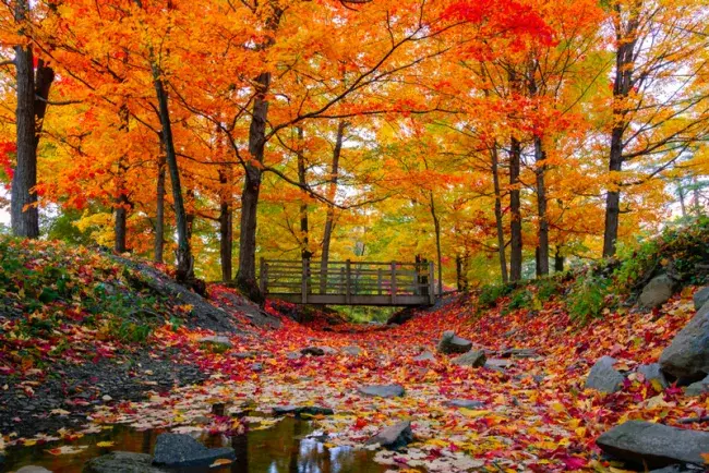 tour foliage New England, Stati Uniti