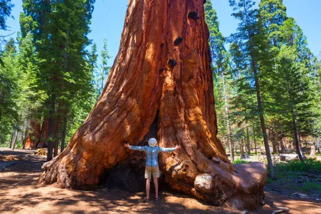 Parco Nazionale di Sequoia